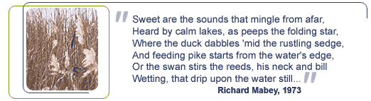 Reedbeds quote