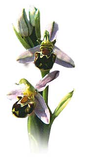 Bee orchid