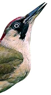 Green woodpecker