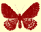 moth