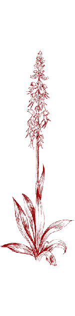 Man orchid illustration