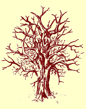 Veteran tree