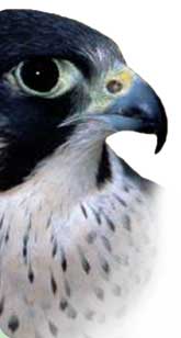 Peregrine falcon