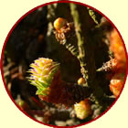 Catkins