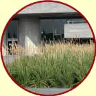 Office forecourt with plants