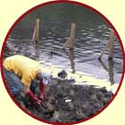 Volunteer planting pond