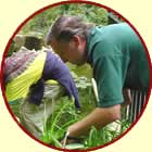 Volunteer planting up a pond