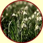 snowdrops