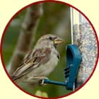 Sparrow on feeder