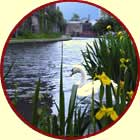 Swan on Grand Union Canal