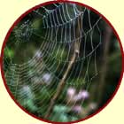 Spider web
