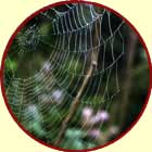 Spider web