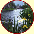 swan on Grand Union Canal