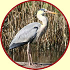 grey heron