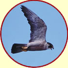 peregrine in flight