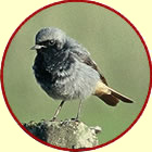 black redstart