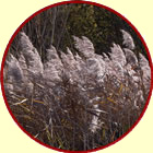 reedbed