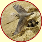 sand martin and chicks