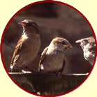 house sparrows