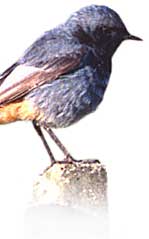 Black redstart